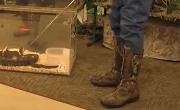Do Snake Proof Boots Really Work